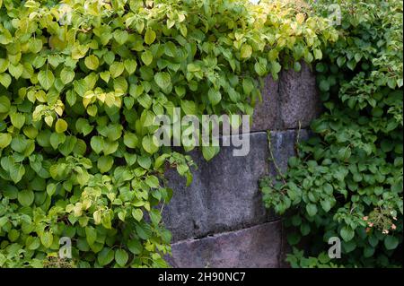 Climbing hydrangea (Hydrangea petiolaris) climbing on old stone wall Stock Photo