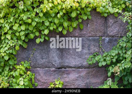 Climbing hydrangea (Hydrangea petiolaris) climbing on old stone wall Stock Photo