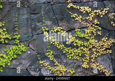 Hydrangea (Hydrangea petiolaris) climbing on old stone wall Stock Photo