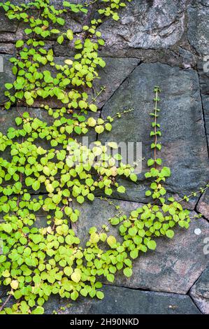 Hydrangea (Hydrangea petiolaris) climbing on old stone wall Stock Photo