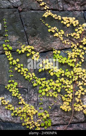 Hydrangea (Hydrangea petiolaris) climbing on old stone wall Stock Photo