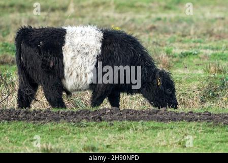 The Belted Galloway is a traditional Scottish breed of beef cattle. It derives from the Galloway cattle of the Galloway region of south-western Scotland, and was established as a separate breed in 1921. It is adapted to living on the poor upland pastures and windswept moorlands of the region. The exact origin of the breed is unclear, although the white belt for which they are named – and which distinguishes the breed from the native black Galloway cattle – is often surmised to be the result of cross-breeding with the similarly-coloured Dutch Lakenvelder breed.  Belted Galloways are primarily r Stock Photo