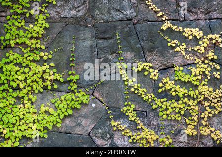 Hydrangea (Hydrangea petiolaris) climbing on old stone wall Stock Photo