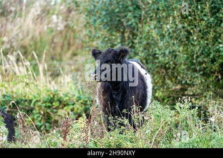 The Belted Galloway is a traditional Scottish breed of beef cattle. It derives from the Galloway cattle of the Galloway region of south-western Scotland, and was established as a separate breed in 1921. It is adapted to living on the poor upland pastures and windswept moorlands of the region. The exact origin of the breed is unclear, although the white belt for which they are named C and which distinguishes the breed from the native black Galloway cattle C is often surmised to be the result of cross-breeding with the similarly-coloured Dutch Lakenvelder breed.  Belted Galloways are primarily r Stock Photo