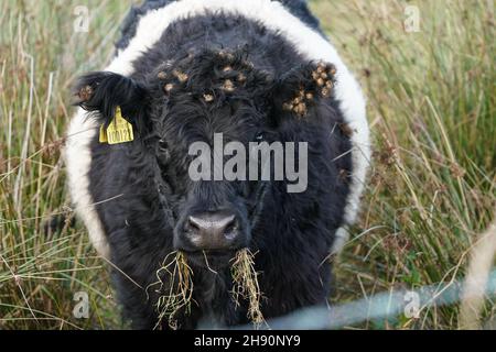 The Belted Galloway is a traditional Scottish breed of beef cattle. It derives from the Galloway cattle of the Galloway region of south-western Scotland, and was established as a separate breed in 1921. It is adapted to living on the poor upland pastures and windswept moorlands of the region. The exact origin of the breed is unclear, although the white belt for which they are named C and which distinguishes the breed from the native black Galloway cattle C is often surmised to be the result of cross-breeding with the similarly-coloured Dutch Lakenvelder breed.  Belted Galloways are primarily r Stock Photo