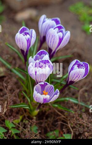 A group of blooming Crocuses King of the striped. Many spring flowers close-up on a blurred background Stock Photo