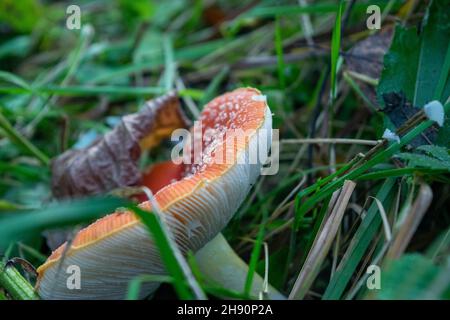 A poisonous and hallucinogenic mushroom Fly agaric in the grass against the background of an autumn forest. Red poisonous mushroom close-up in the nat