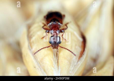The narrownecked grain beetle (Omonadus or Anthicus formicarius) is a beetle species in the family Anthicidae. It is pest of stored products. Stock Photo