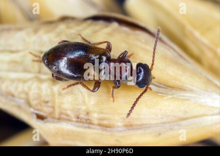 The narrownecked grain beetle (Omonadus or Anthicus formicarius) is a beetle species in the family Anthicidae. It is pest of stored products. Stock Photo
