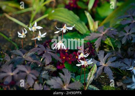Erythronium howellii,Primula Old Port, Geranium Espresso,mixed planting scheme,spring flowering,woodland garden,spring in the garden,combo,combination Stock Photo