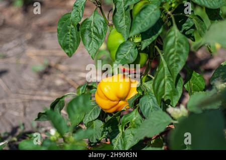 Bush of sweet yellow pepper with fruits, grows in the garden. Stock Photo