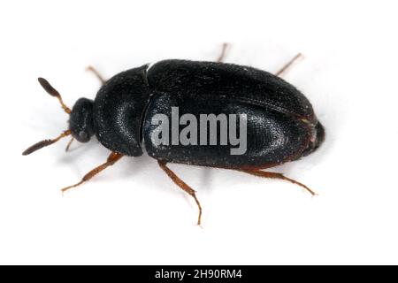 black carpet beetle - Attagenus unicolor (Brahm)