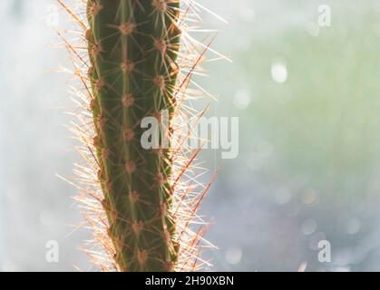 Cactus house plant. Coping with heat and dry conditions cacti are ideal for modern households and little maintainance. Stock Photo