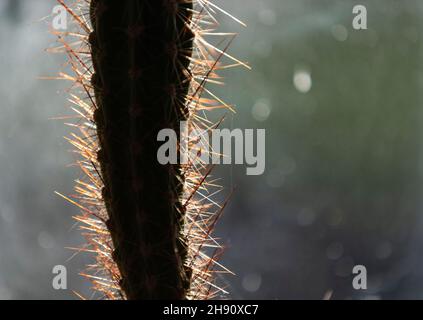 Cactus house plant. Coping with heat and dry conditions cacti are ideal for modern households and little maintainance. Stock Photo