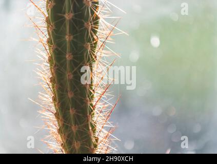 Cactus house plant. Coping with heat and dry conditions cacti are ideal for modern households and little maintainance. Stock Photo