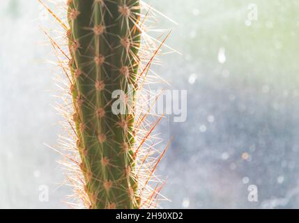 Cactus house plant. Coping with heat and dry conditions cacti are ideal for modern households and little maintainance. Stock Photo