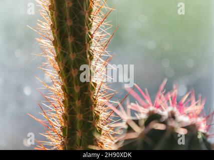 Cactus house plant. Coping with heat and dry conditions cacti are ideal for modern households and little maintainance. Stock Photo