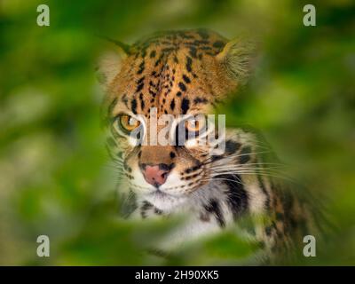Ocelot Leopardus pardalis Portrait Stock Photo