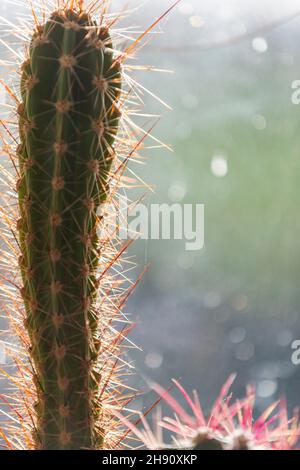 Cactus house plant. Coping with heat and dry conditions cacti are ideal for modern households and little maintainance. Stock Photo