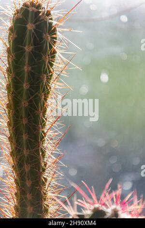 Cactus house plant. Coping with heat and dry conditions cacti are ideal for modern households and little maintainance. Stock Photo