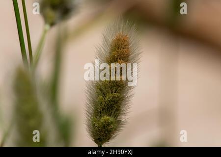 Closeup shot of willow flowers Stock Photo