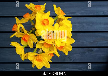 Above view at bunch of yellow Daffodil flowers, placed on wooden black background. Narcissus. Stock Photo