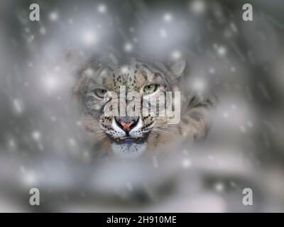 Snow leopard or ounce Panthera uncia in snow storm Stock Photo