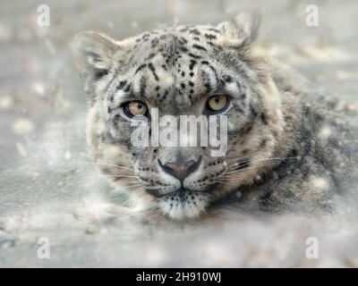 Snow leopard or ounce Panthera uncia in snow storm Stock Photo