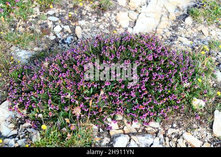 Bell heather (Erica cinerea) is a shrub native to western Europe, from northern Spain to southern Norway. This photo was taken in Ribadeo, Lugo,