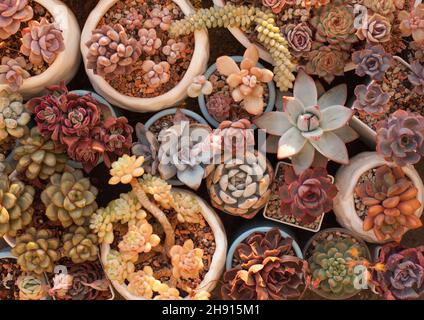 Blue, red and pink succulent plants in sunlight. Top view succulent background Stock Photo