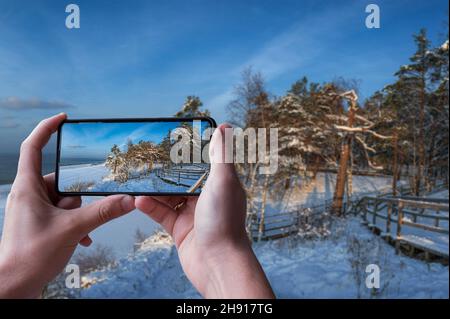 Tourist taking photo of snow covered pine forest during sunny day in winter. View of coniferous forest with wooden pathway near sea coast Stock Photo