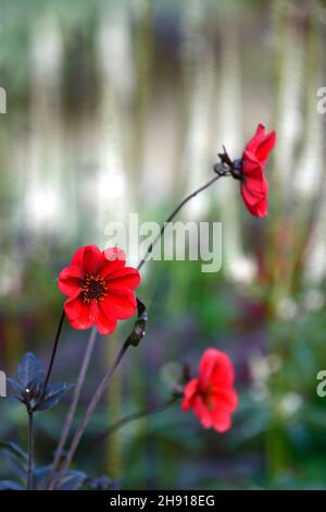 dahlia bishop of llandaff,red dahlias, Peony Flowering Dahlia, Peony Flowered Dahlia,perennial,garden,RM Floral