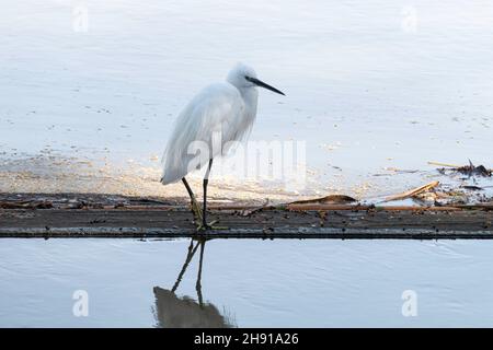 White Little Egret bird closeup standing on the edge of a puddle of water Stock Photo