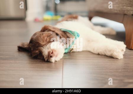 Sleeping labradoodle puppy on a wooden floor Stock Photo