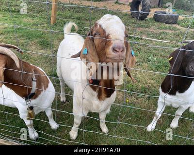 Brown and white goats animal animals in a field grass with metal wire fencing long ears woolly pretty looking good goat brown and white markings Stock Photo
