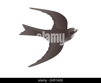 Cute black swift flying on white background cartoon bird animal design Stock Vector