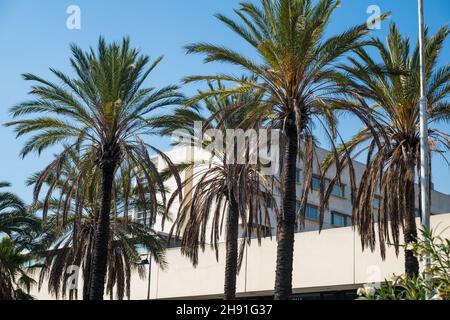 Perfect blue sky, green palm trees, sunny day and building on background. Stock Photo