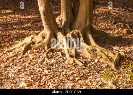 Tree with a large trunk and large roots above the ground Stock Photo
