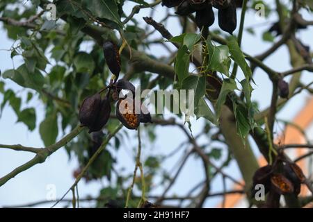 Brachychiton tree with buds in Spain. Stock Photo