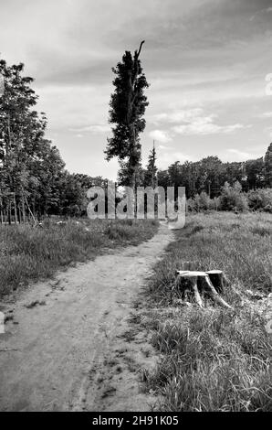 Meadow with tree, stump and path. Natural landscape, Deforestation and environmental concept. Black and white photo panorama. Stock Photo
