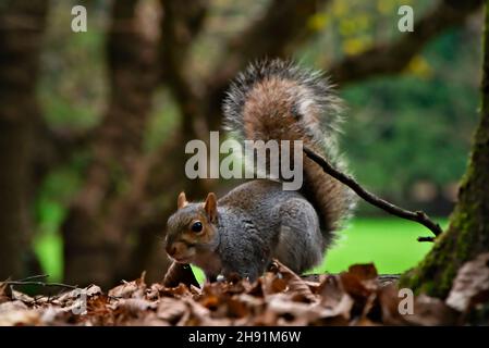 squirrel on alert ready to run, on the ground autumn leaves, on the background out of focus out-of-focus trees Stock Photo