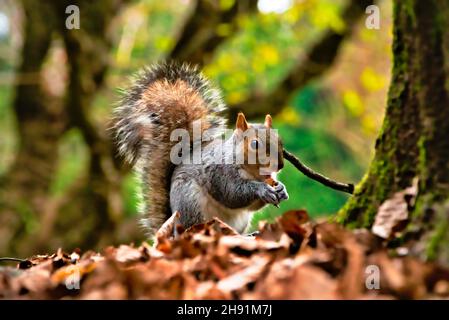 squirrel eats a peanut in the woods at the foot of a tree, on the ground autumn leaves, in the background out-of-focus trees Stock Photo
