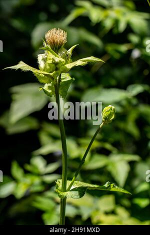 Cirsium oleraceum flower in field Stock Photo