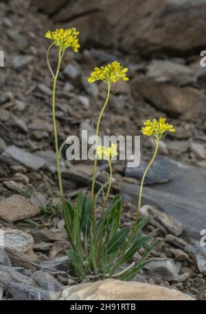 Buckler-mustard, Biscutella laevigata in flower at high altitude, French Alps. Stock Photo