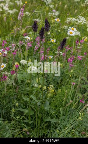 Dark Rampion, Phyteuma ovatum, in flower in mountain hay meadow, French Alps. Stock Photo