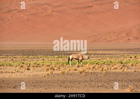 An oryx or gemsbok in the fields near the famous sand dunes in the Namib-Naukluft park area in Namibia Southern Africa Stock Photo
