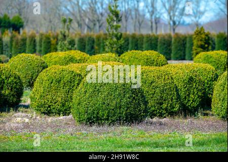 Box topiary balls in white decorative aggregate, low maintenance garden ...