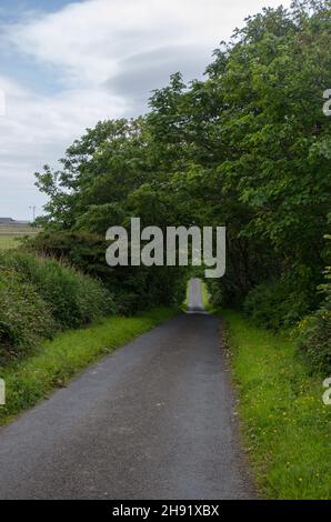 A narrow road passing through a green tunnel of trees in Orkney. Stock Photo