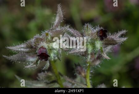 Brown Nonea, Nonea erecta, in flower, Italian Alps. Stock Photo