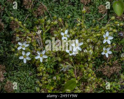 Fringed sandwort, Arenaria ciliata in flower in the alps. Stock Photo